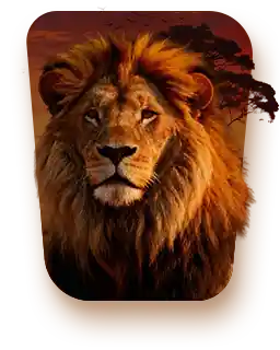 Safari